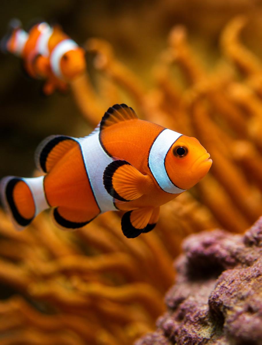 Peixe Betta